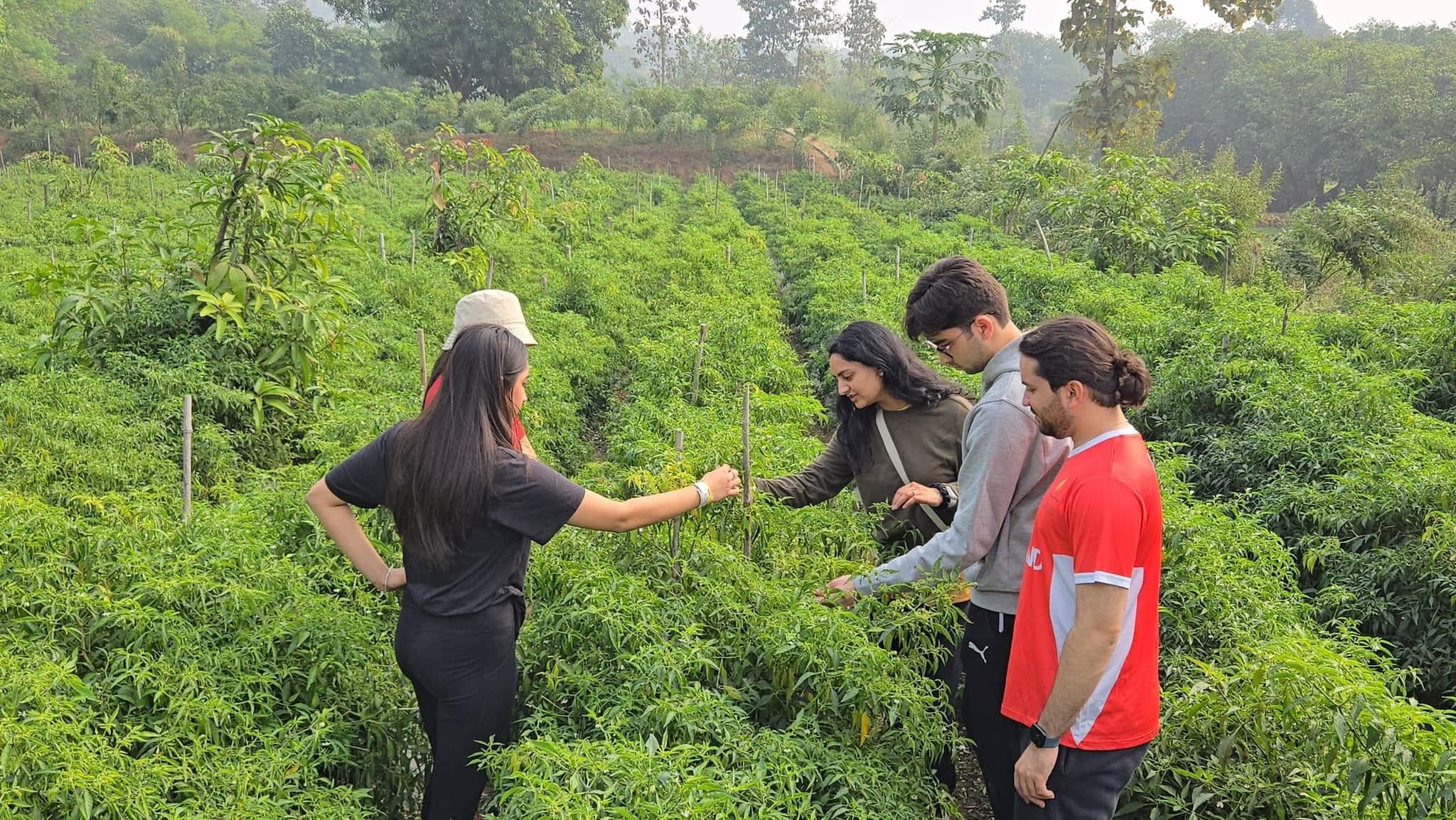 Festival participants explore a planted garden together
